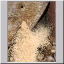 Pemphredon sp Grabwespe 04 9mm.jpg